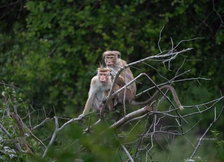 Picture 7 for Activity Yala Leopard Safari Tour by Palatupana main entrance: 7h/12h 5