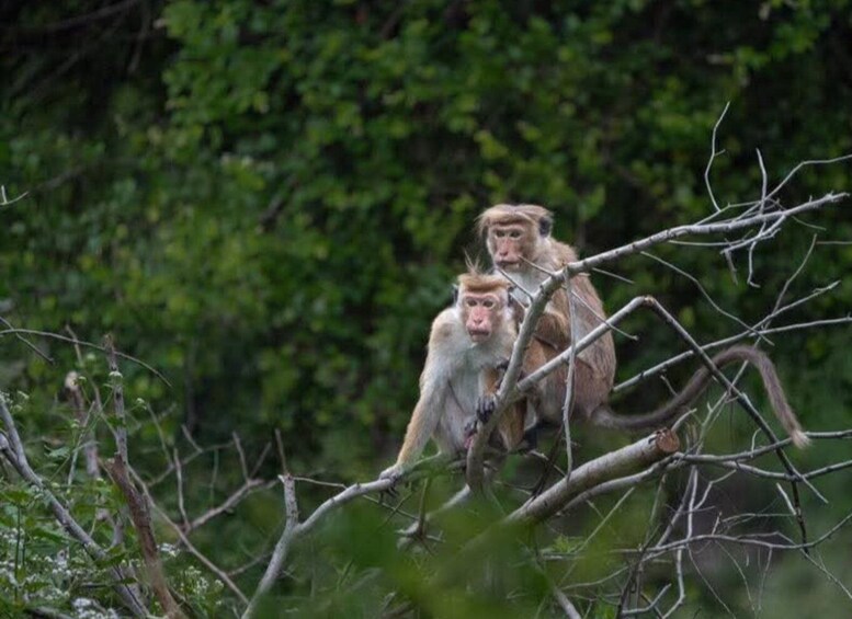 Picture 10 for Activity Yala Leopard Safari Tour by Palatupana main entrance: 7h/12h 2