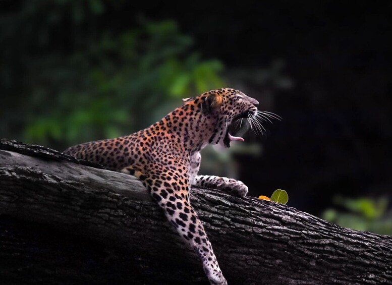Yala Leopard Safari Tour by Palatupana main entrance: 7h/12h 1