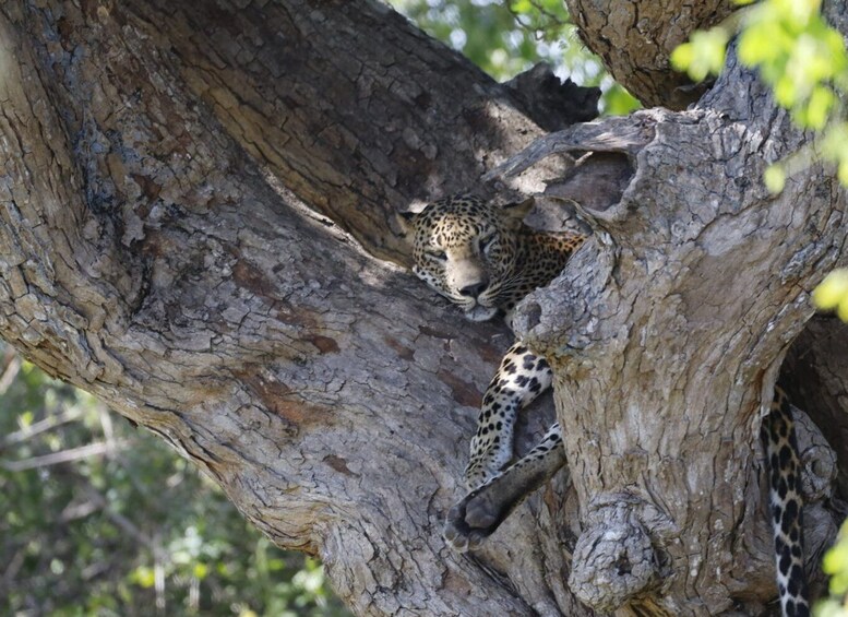 Picture 12 for Activity Yala Leopard Safari Tour by Palatupana main entrance: 7h/12h 3