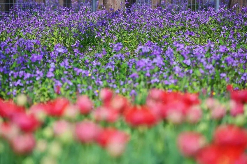 A field of purple flowers with a blurred foreground of red flowers. 2