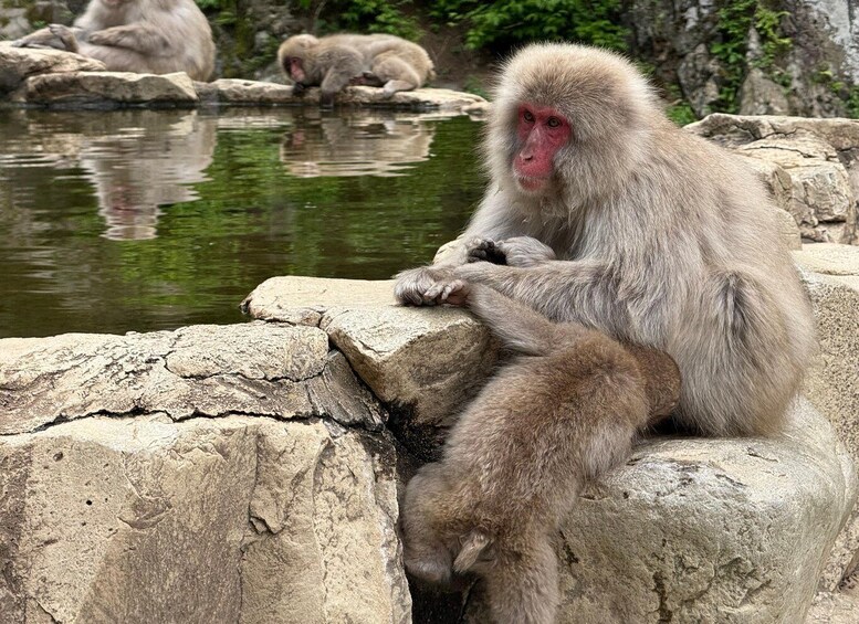 A monkey sitting on a rock by a pond. 1