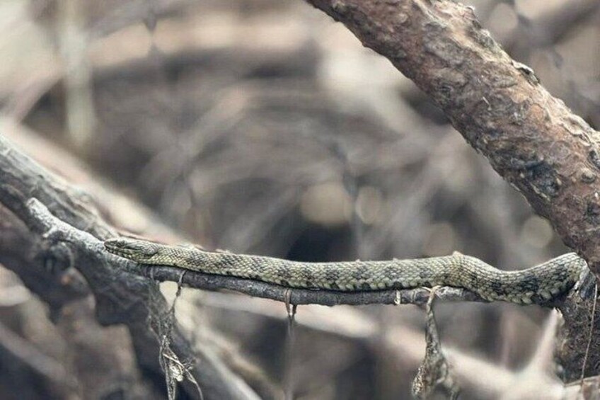 A snake on a branch in a natural setting. 3