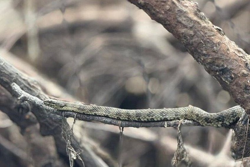 A snake on a branch in a natural setting. 3