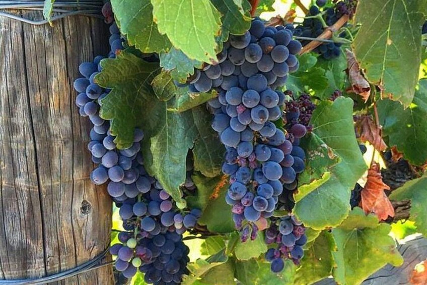 A bunch of dark purple grapes growing on a vine with green leaves. 1