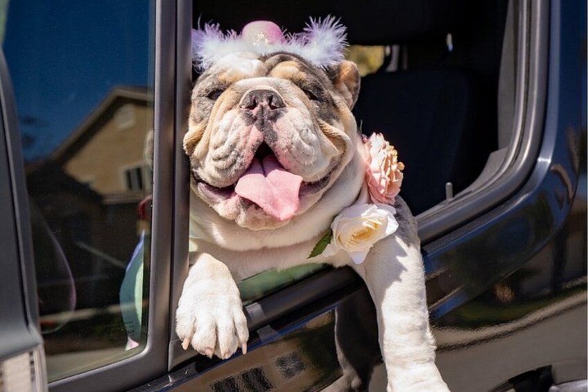A bulldog with a flower on its head, sticking its head out of a car window. 3