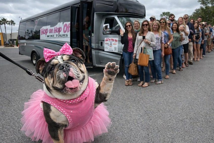 A dog in a pink tutu and bow, waving at a line of people. 5
