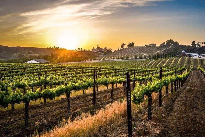 A vineyard with rows of grapevines, a clear sky, and a distant building. 5