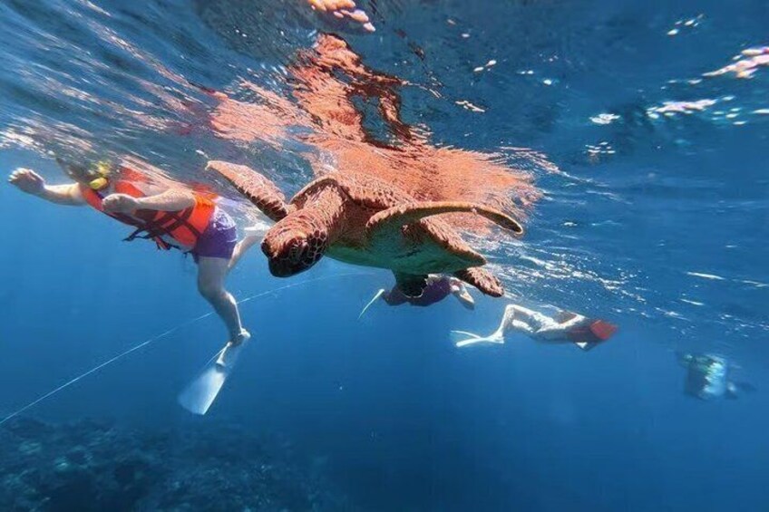A person snorkeling with a sea turtle, another person swimming, and a third person diving. 4