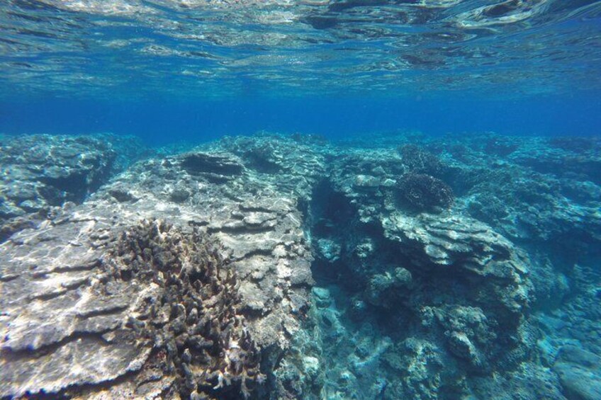 An underwater coral reef with various formations and marine life. 5