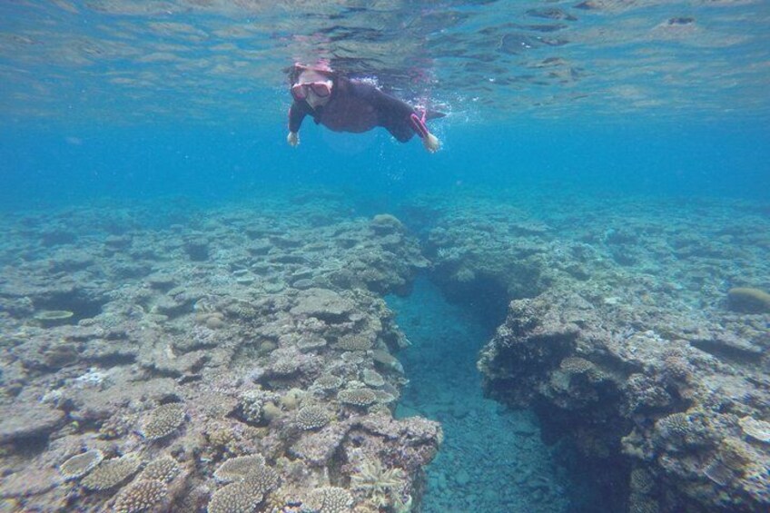 A person scuba diving near a coral reef. 4
