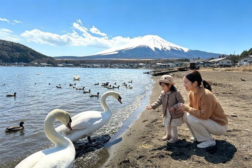A lake with swans, ducks, and a person interacting with the swans. 5