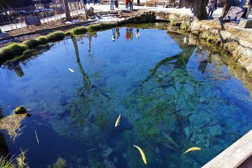 A clear pond with fish, surrounded by a wooden deck and a grassy area. 4