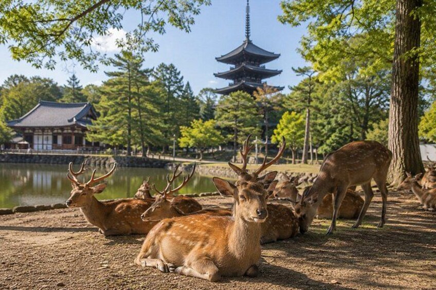 Nara Private local Tour with Local Guide and Optional Bungy Jump 1