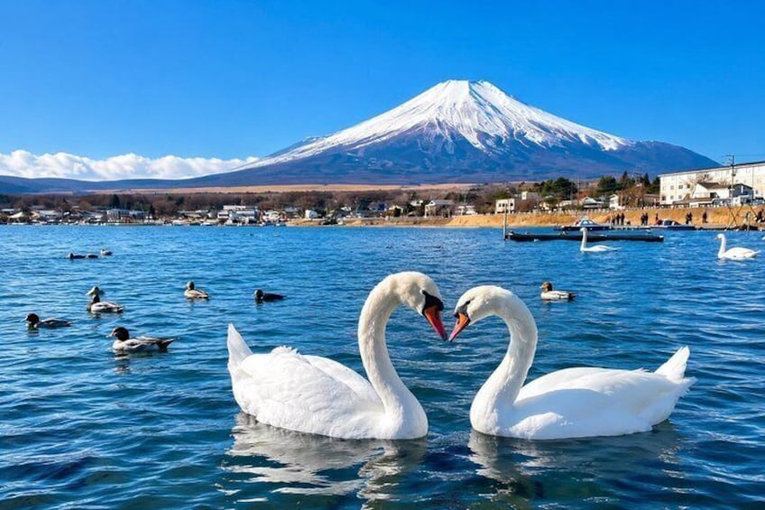 Two swans forming a heart shape on a lake with a mountain in the background. 2
