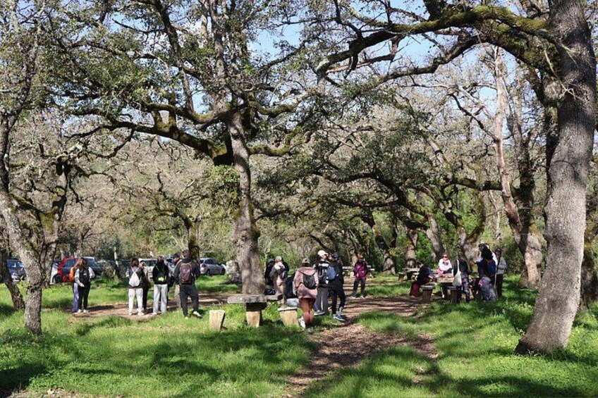 A park with people walking and sitting on benches, surrounded by trees. 4