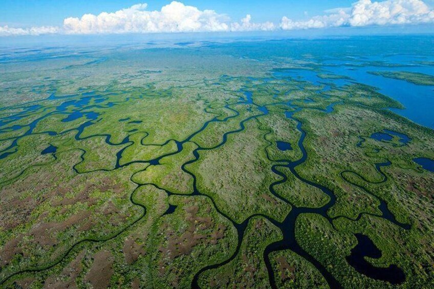 An aerial view of a vast wetland with winding water channels and dense green vegetation. 3