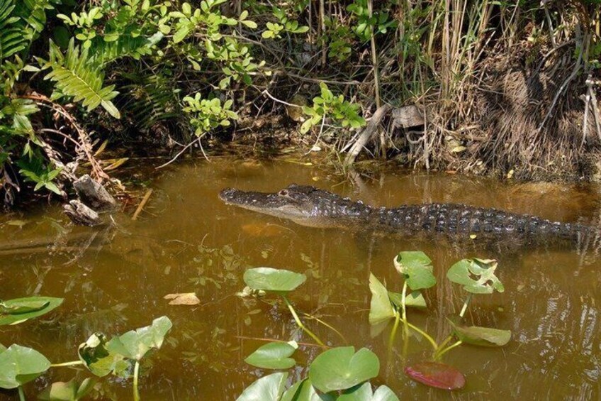A crocodile in a muddy water body surrounded by greenery. 4