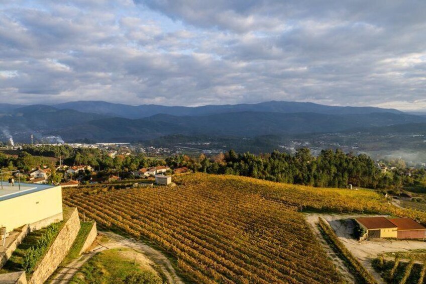 A vineyard with rows of grapevines, a distant mountain range, and a small building in the foreground. 3