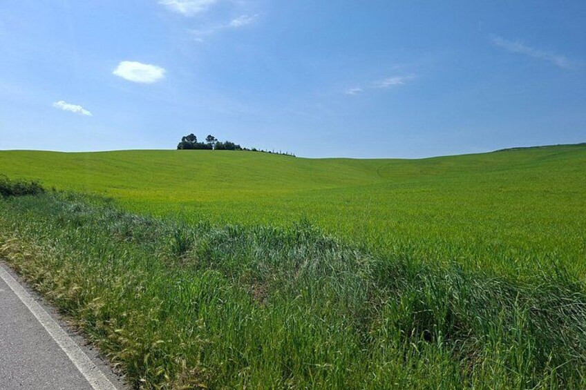 A green field with a road on the left and a hill with trees in the distance. 4