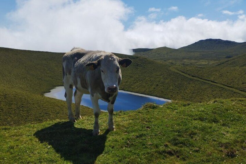 Pico Lakes and Highlands Tour Volcanic Lagoons Experience 3