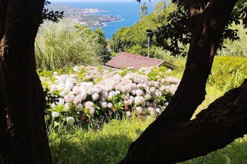 A garden with hydrangeas, a red-roofed building, and a view of the sea. 3