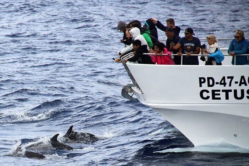 A boat with people observing dolphins in the water. 4