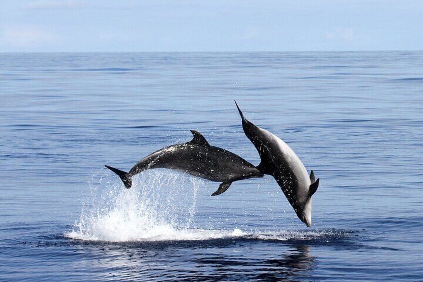 Two dolphins leaping out of the water. 3