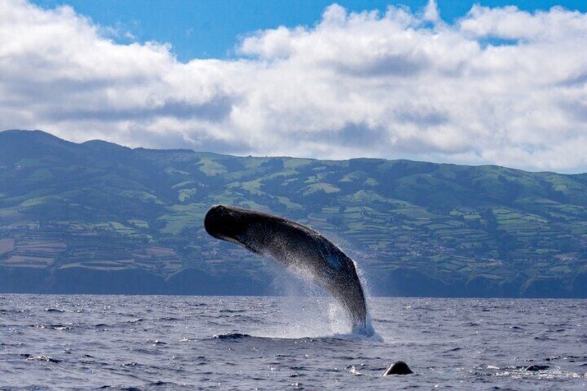 A whale breaching with a splash, mountains in the background, and a partly cloudy sky. 2