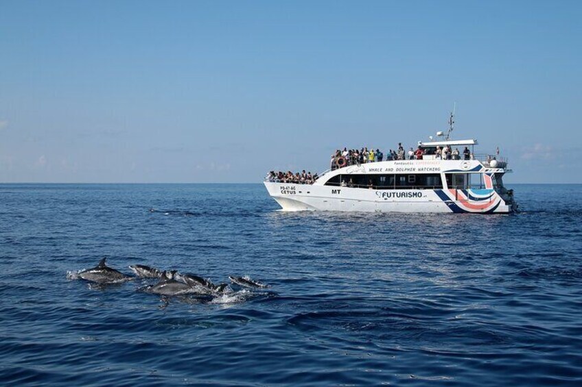 A boat with 'FUTURISMO' written on it, dolphins swimming in the water, and a clear blue sky. 1
