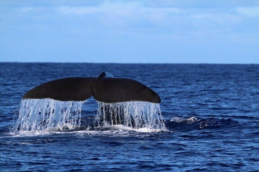 A whale's tail breaching the ocean surface. 5