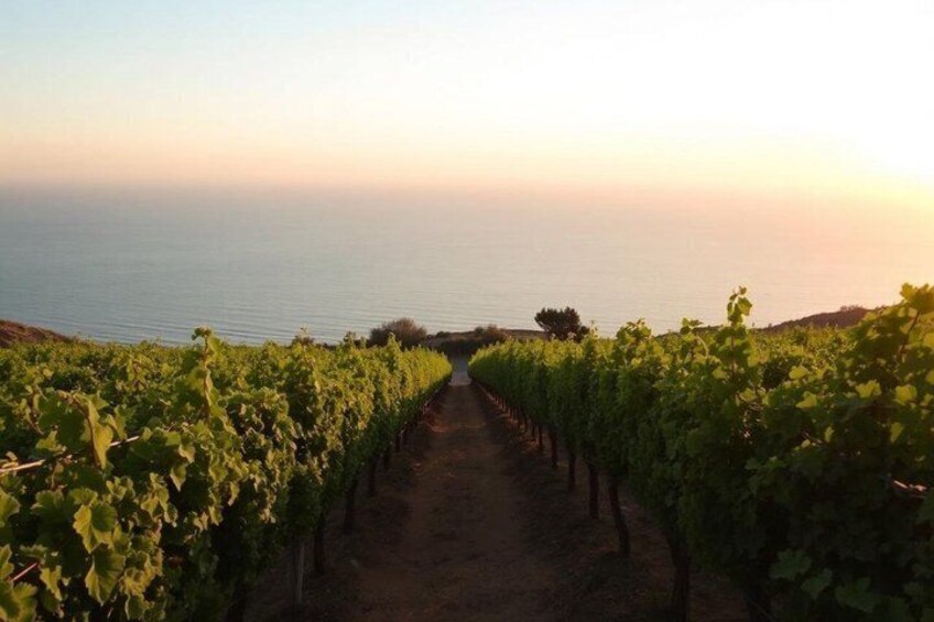 A vineyard path leading to the sea. 3