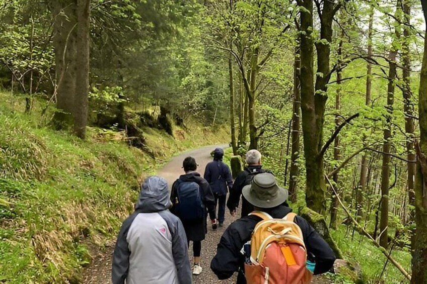 A group of hikers on a forest trail surrounded by trees. 3