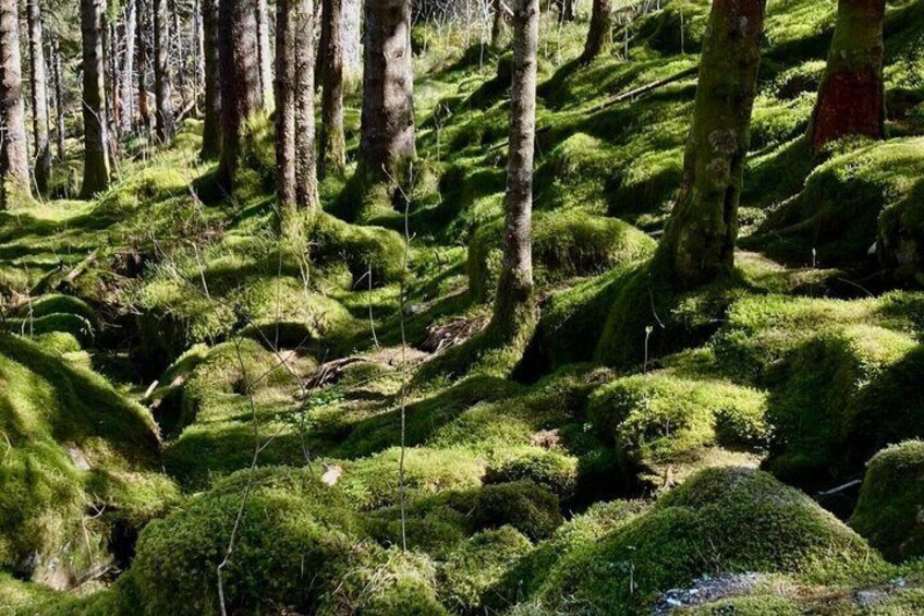 A forest floor covered with green moss and surrounded by trees. 4