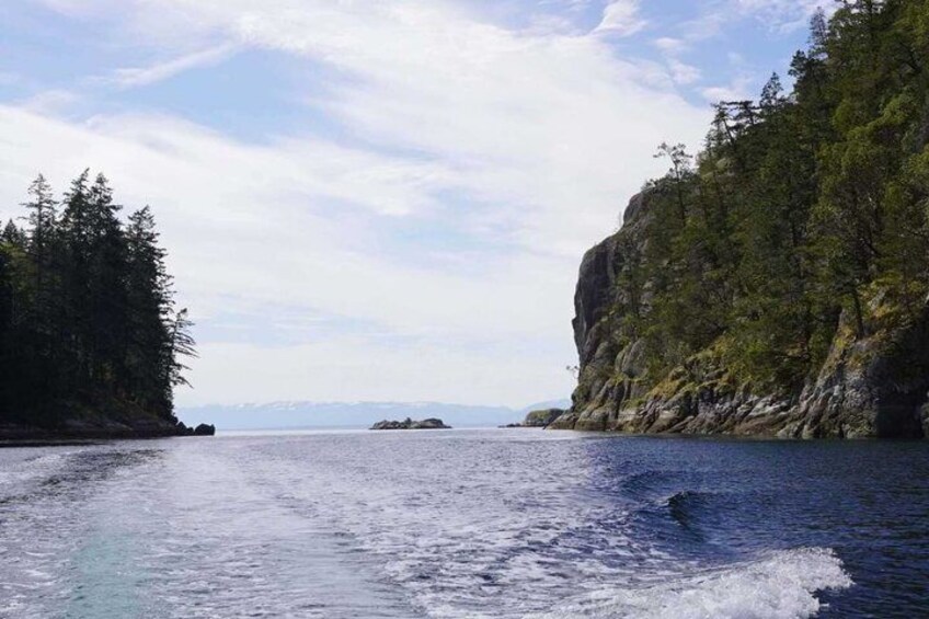 A calm sea with a person surfing, surrounded by dense forest and rocky cliffs. 5