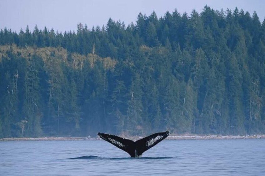 A whale tail fin above water with a forested shoreline in the background. 2