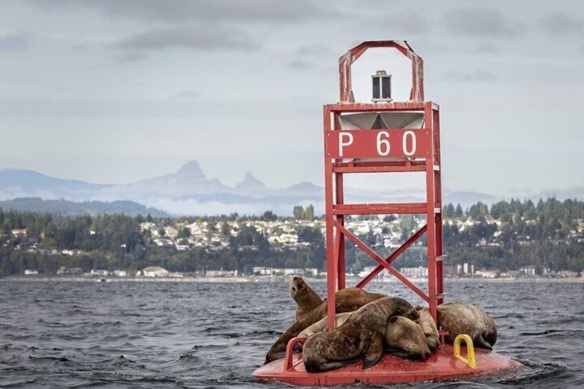 A red buoy with 'P60' on it, surrounded by seals on a floating platform in the water, with mountains and a town in the background. 1