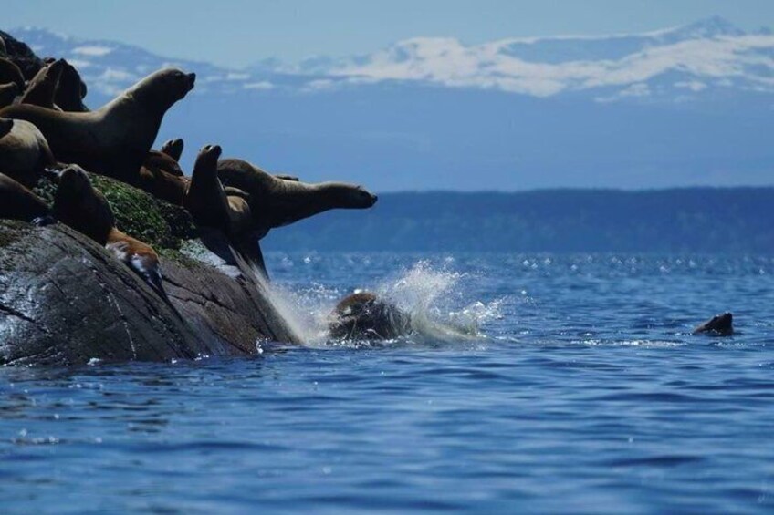 A group of seals on a rocky outcrop with a seal in the water. 3