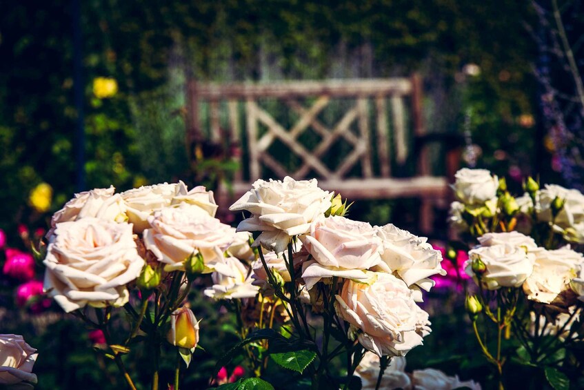 A garden with clusters of white roses and a wooden lattice structure in the background. 2