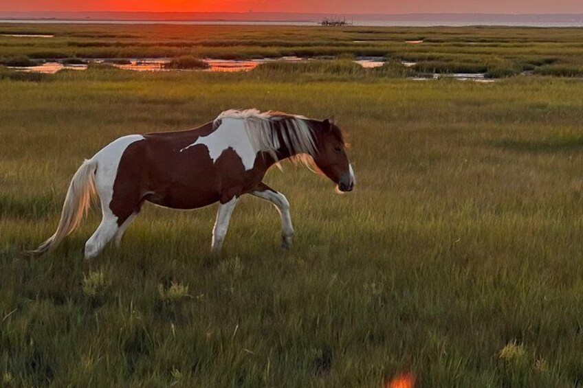 A horse in a grassy field with a sunset in the background. 1