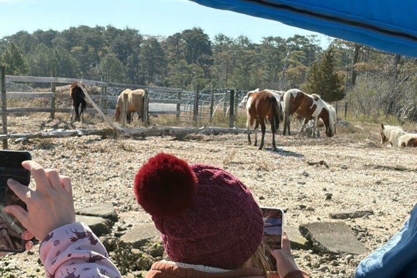A person taking a photo of horses in a fenced area with trees in the background. 3