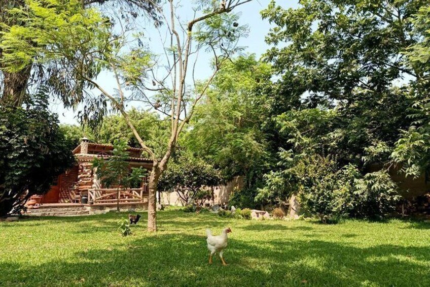 Taste the Real Peru: Live Cooking, Paso Horses & Farm Life 3