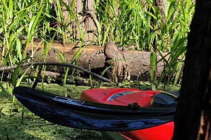 A canoe with a red bag tied to it, resting on a log surrounded by green vegetation. 3