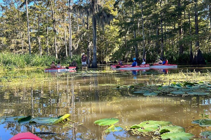 People kayaking on a calm river surrounded by dense trees and lily pads. 3