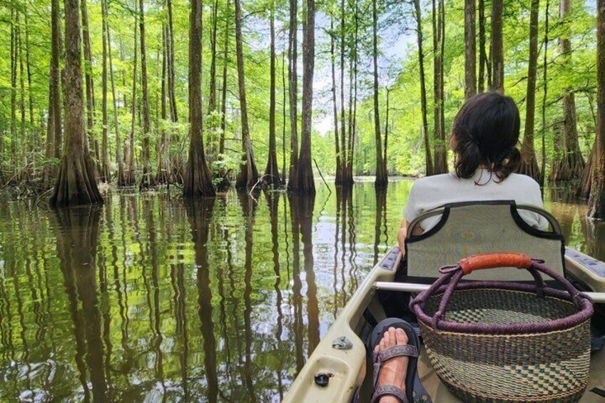A person in a boat navigating through a swamp with tall trees and water. 4