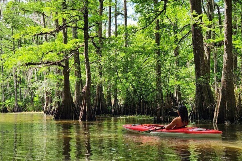 A person kayaking in a swampy area with dense trees and water. 1