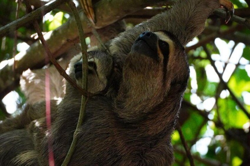 A sloth hanging from tree branches. 2