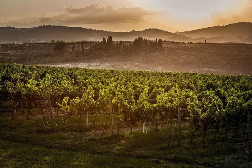 A vineyard with rows of grapevines under a sunset sky. 3