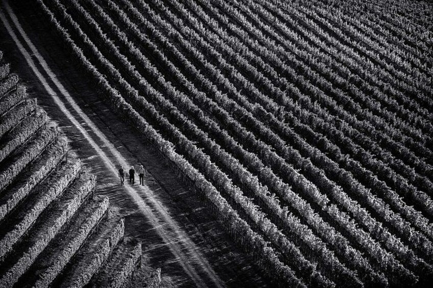 A vast agricultural field with rows of crops. 5