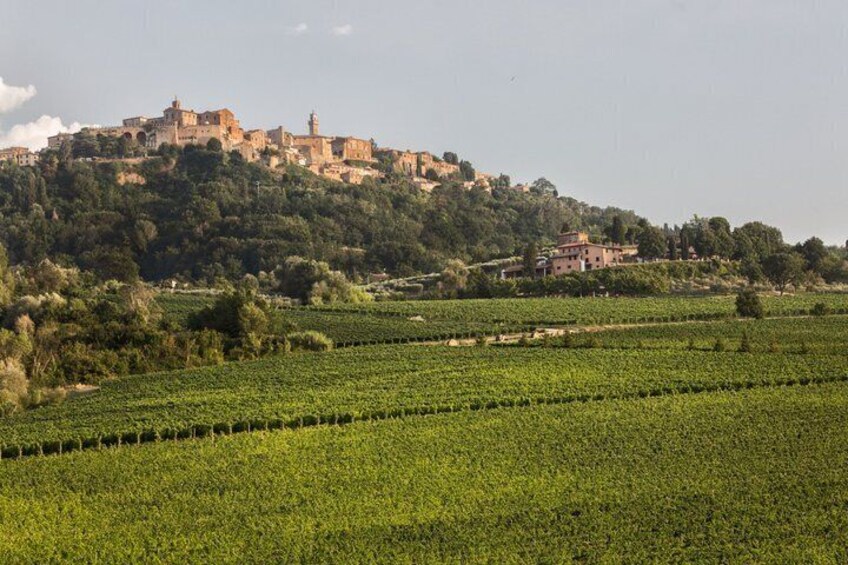 A vineyard with rows of grapevines and a historic building on a hill in the background. 4